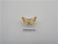 藏品(尺蛾144)的圖片